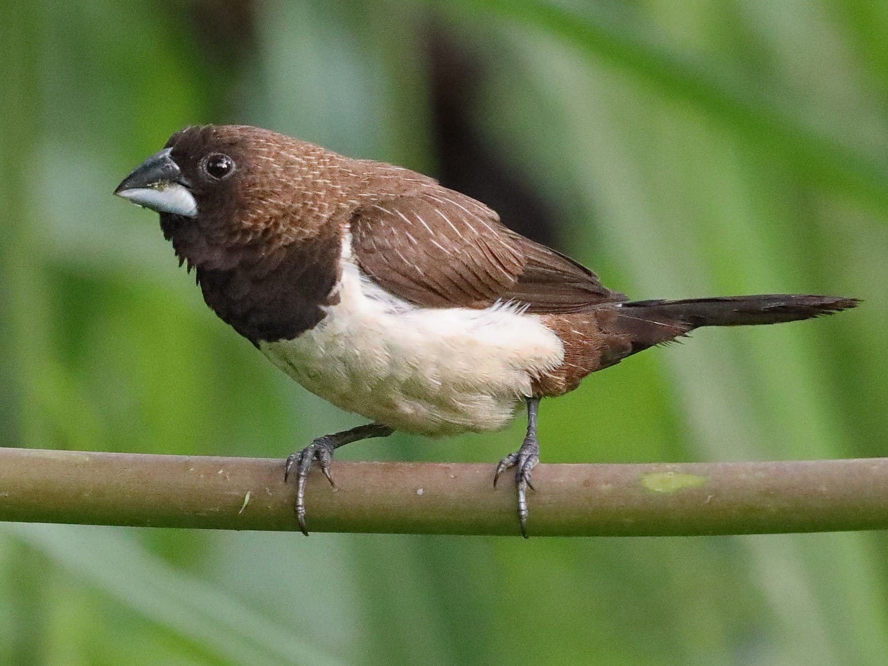 White-rumped Munia